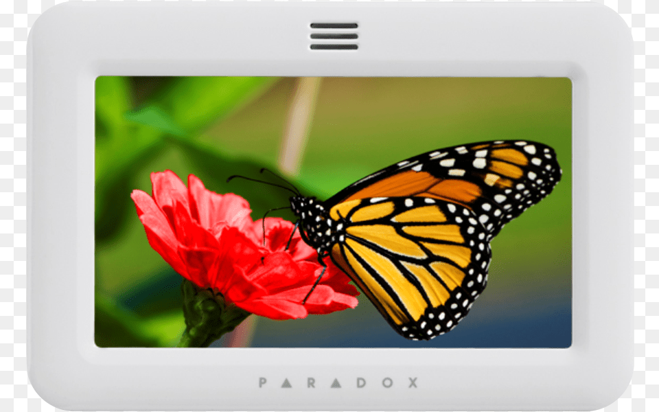 Keypad, Flower, Petal, Plant, Animal Png Image