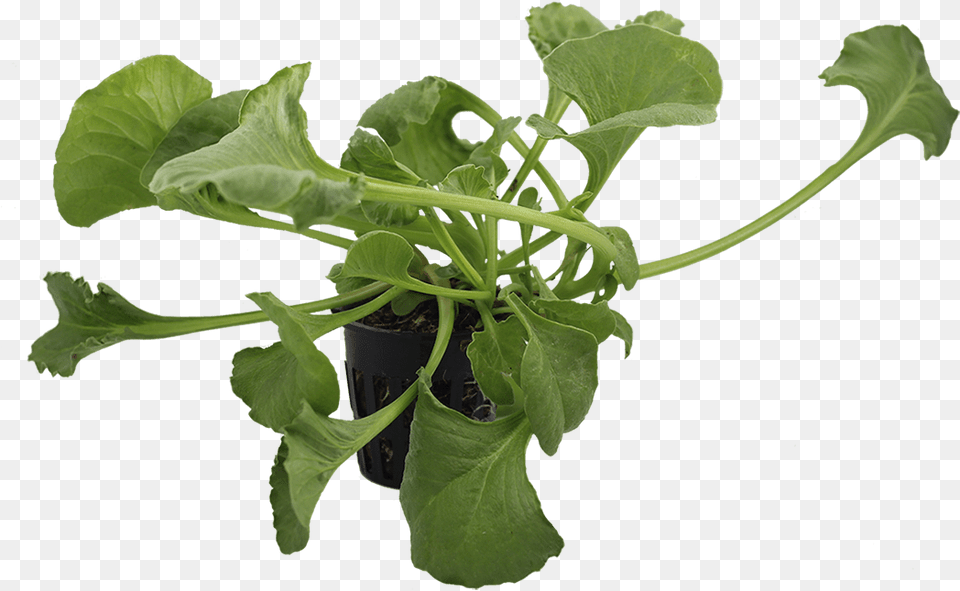 Small Plant, Leaf, Food, Produce, Leafy Green Vegetable Free Transparent Png
