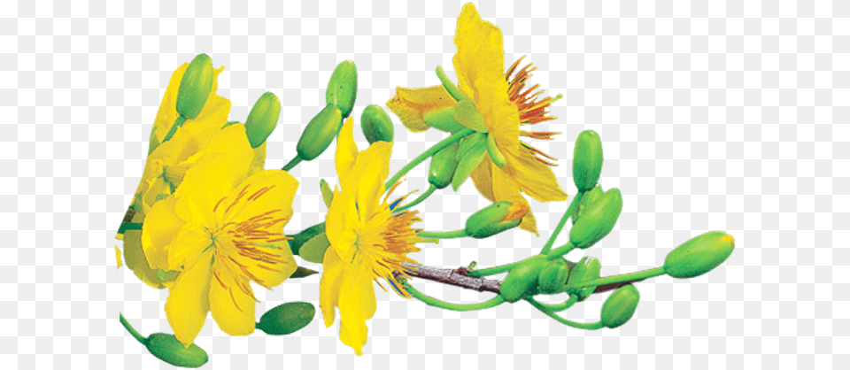 Hoa Mai, Anther, Flower, Leaf, Plant Png Image