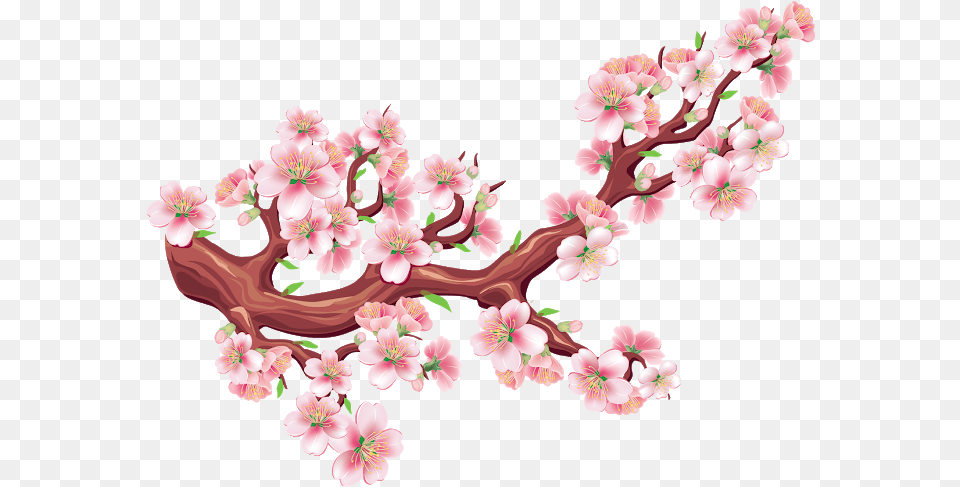 Hoa Mai, Flower, Plant, Cherry Blossom Free Png Download