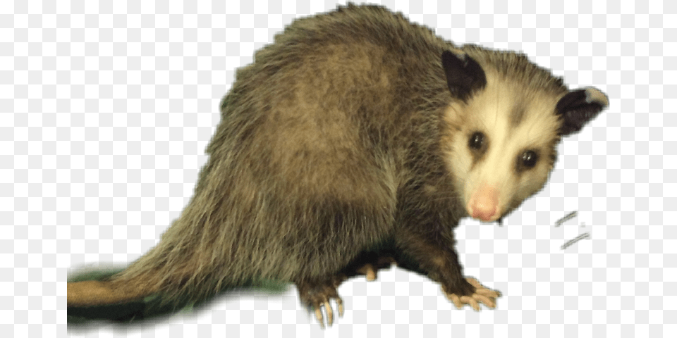 Opossum, Animal, Mammal, Rat, Rodent Free Png Download