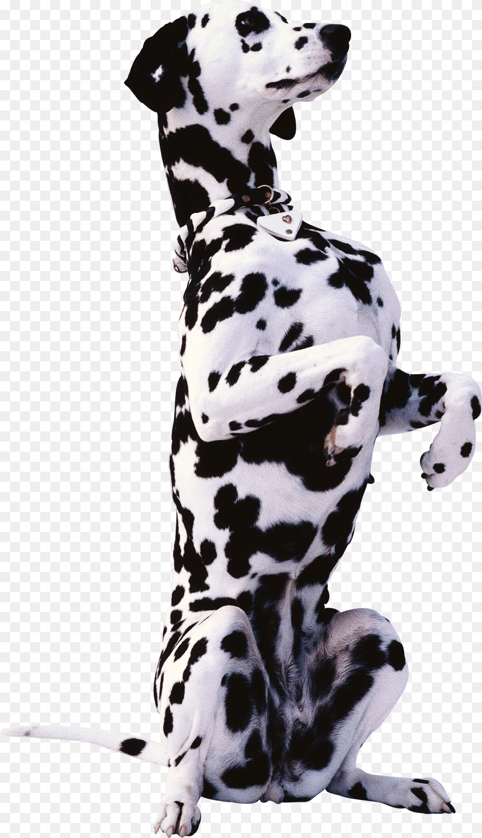 Dalmatian, Animal, Canine, Mammal, Dog Png