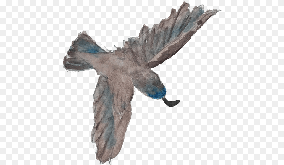 Dove, Animal, Bird, Flying Png