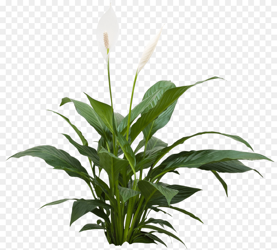Green Plant, Flower, Araceae, Flower Arrangement, Anthurium Png