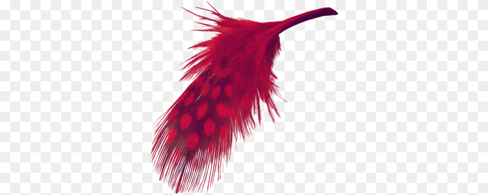 Feather Duster, Pattern, Animal, Bird, Sea Life Png