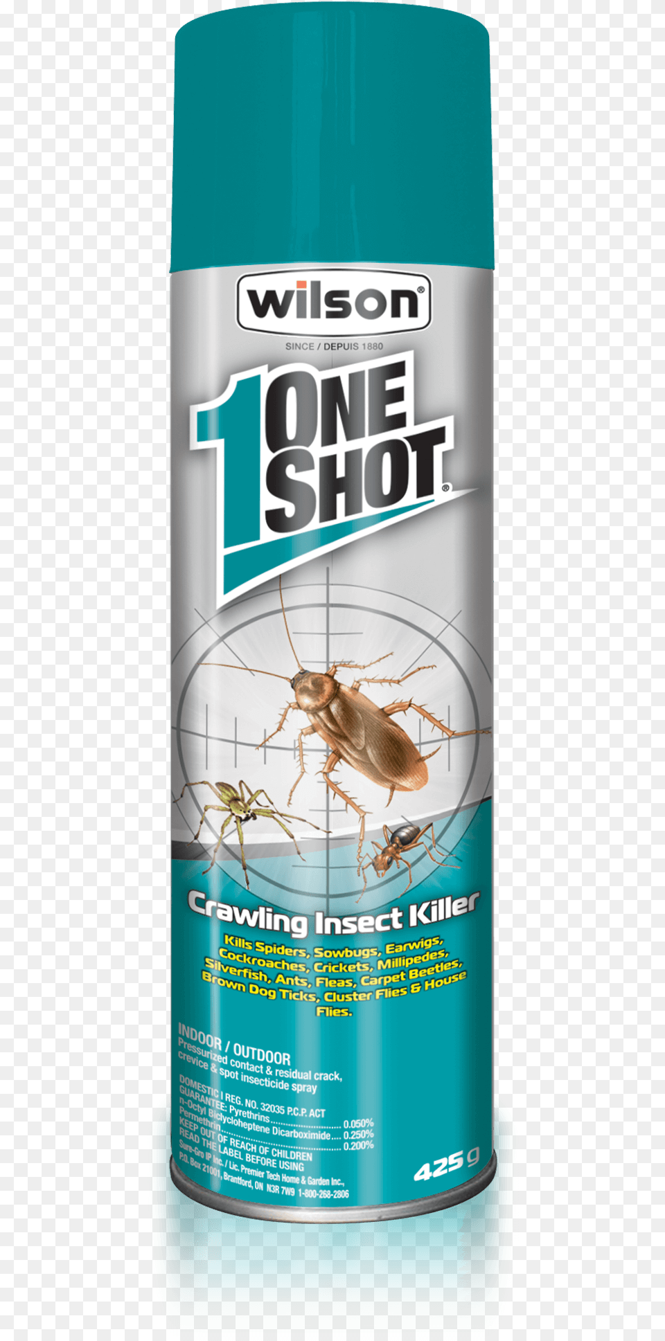 Crickets, Animal, Insect, Invertebrate Free Png