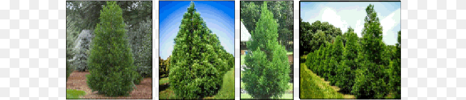 Cypress Tree, Fir, Pine, Plant, Conifer Free Png