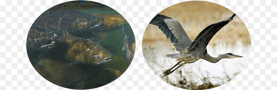 Mardi Gras Border, Animal, Beak, Bird, Waterfowl Free Png