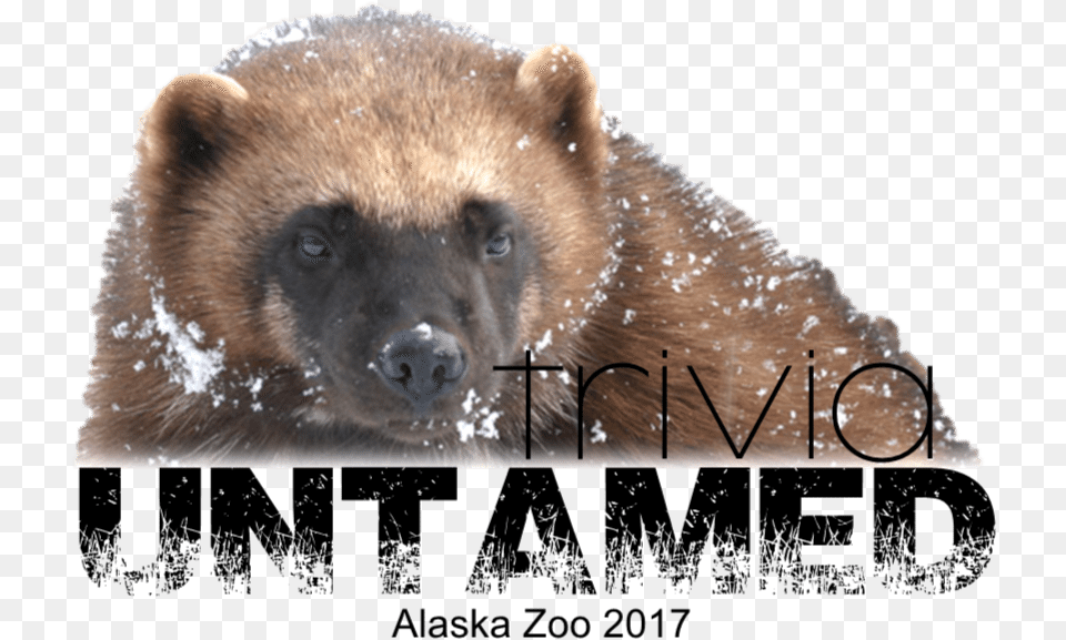 Wolverine Animal, Bear, Mammal, Wildlife, Brown Bear Free Transparent Png