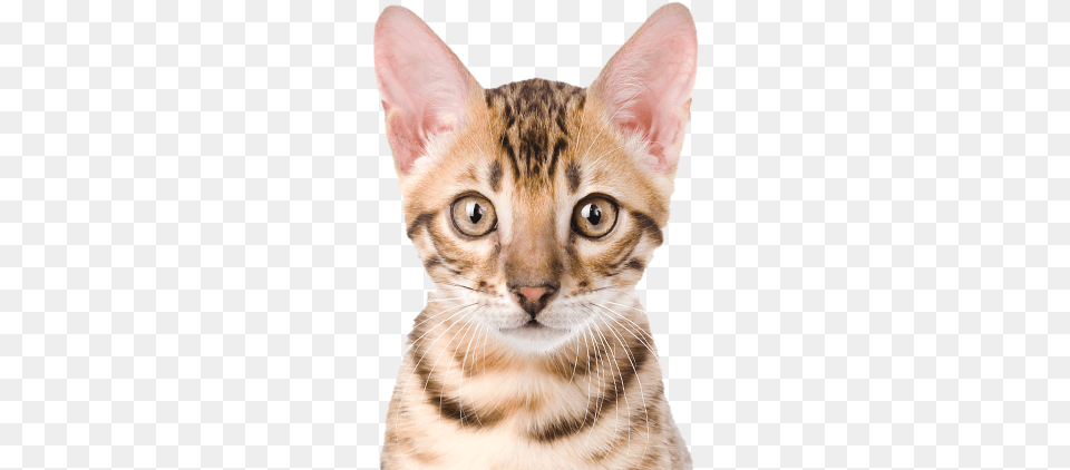 Gatos, Abyssinian, Animal, Cat, Mammal Png Image