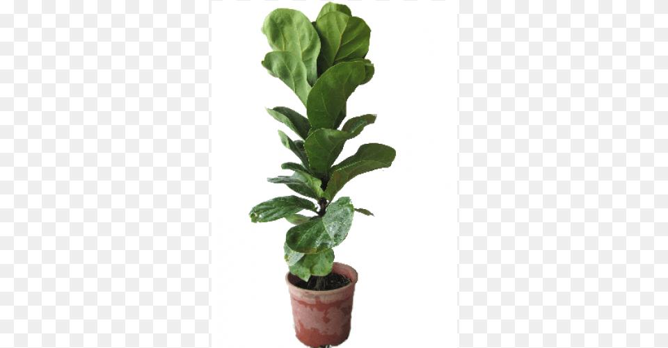 Fig Leaf, Plant, Potted Plant, Flower Free Png Download