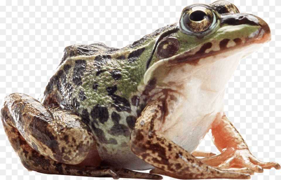 Frog, Amphibian, Animal, Wildlife, Lizard Png Image