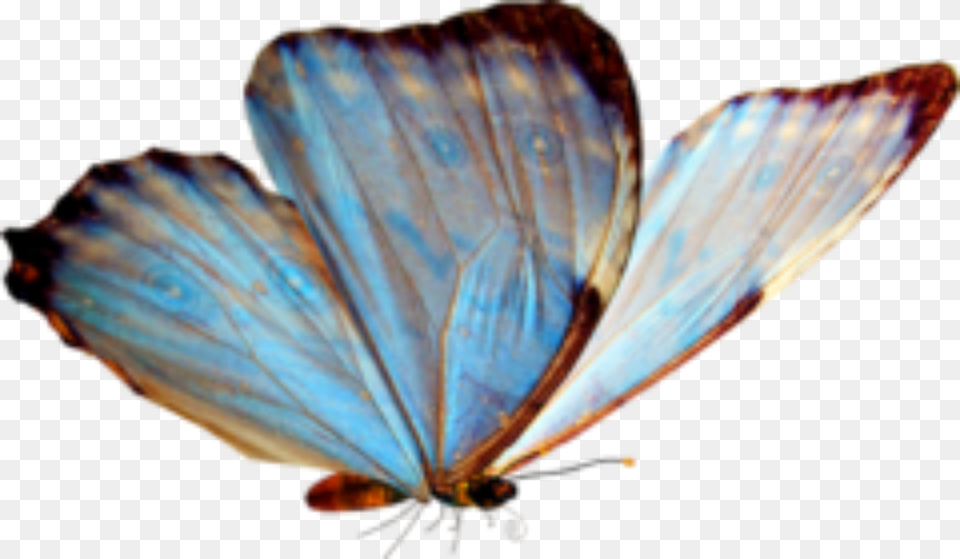 Borboleta, Animal, Butterfly, Insect, Invertebrate Free Transparent Png