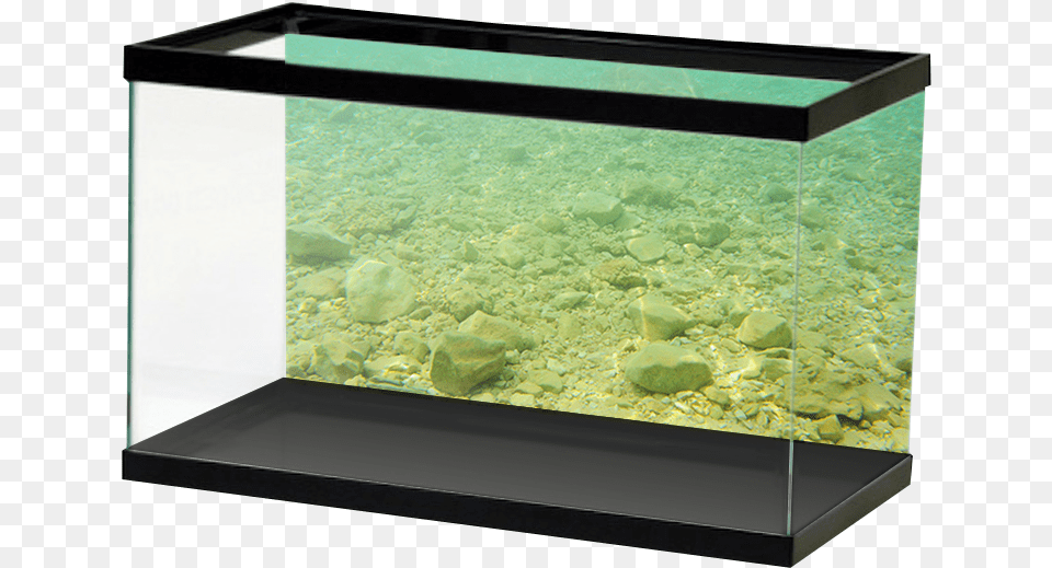 Aquarium, Animal, Fish, Sea Life, Water Png