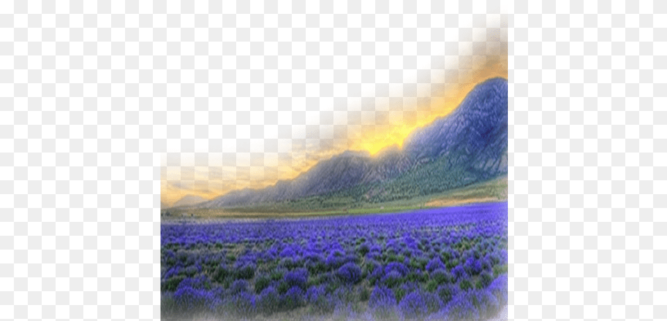 Flower Field, Scenery, Plant, Outdoors, Nature Free Transparent Png