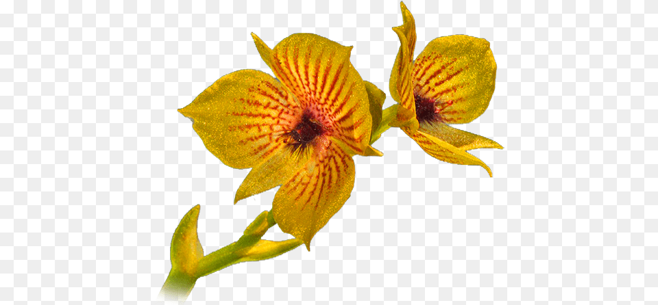 Orquideas, Flower, Petal, Plant Png