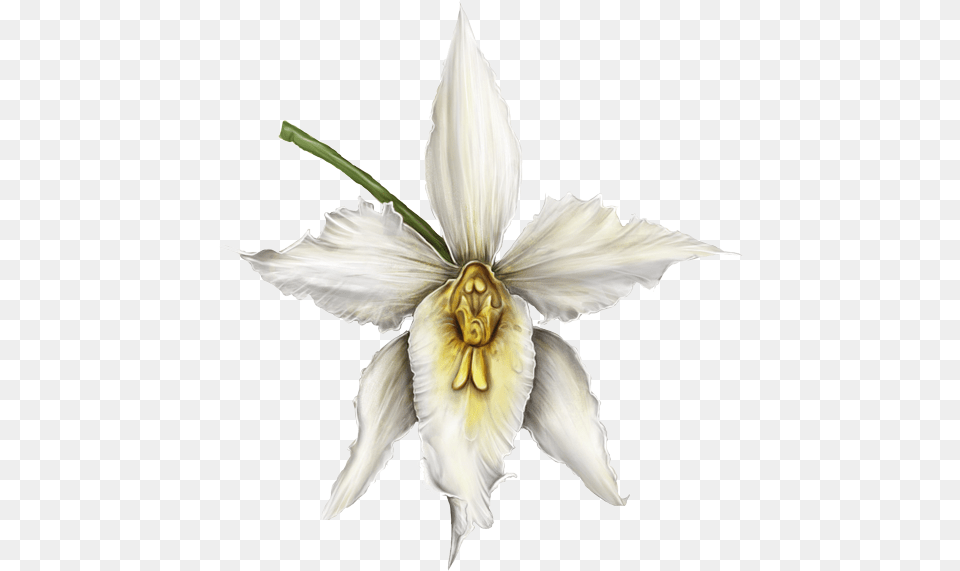 Orquideas, Flower, Petal, Plant, Animal Free Transparent Png