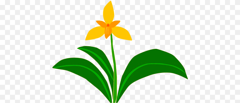 Orquideas, Flower, Plant, Leaf, Daffodil Free Png Download