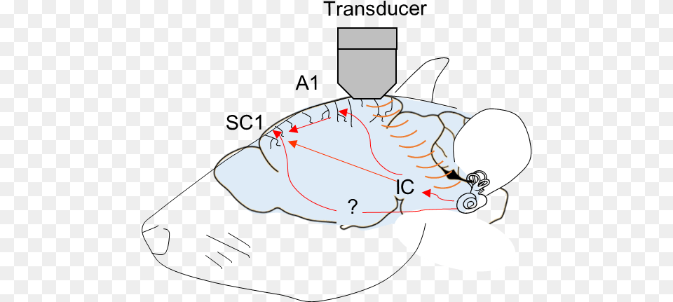 Nerves, Appliance, Ceiling Fan, Device, Electrical Device Png Image