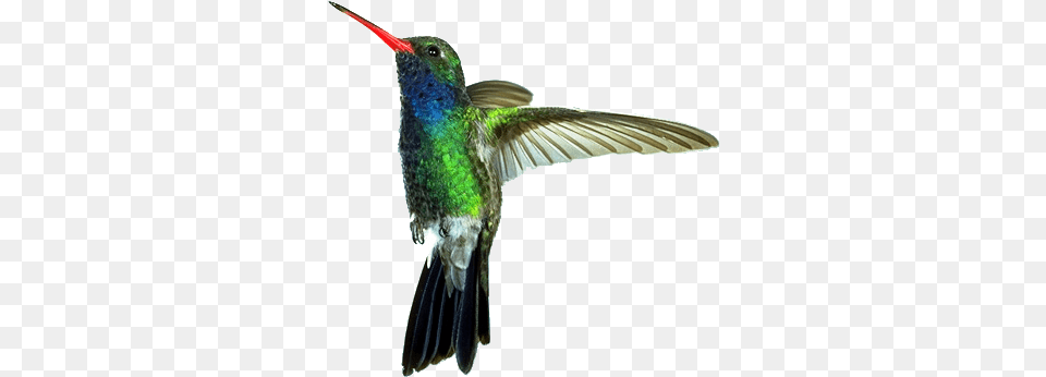 2hummingbirdtransparent Eos Chuparrosa Enamorada, Animal, Bird, Hummingbird Png Image