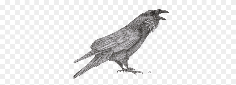2nd September Raven Drawing Transparent, Animal, Bird, Blackbird Free Png Download