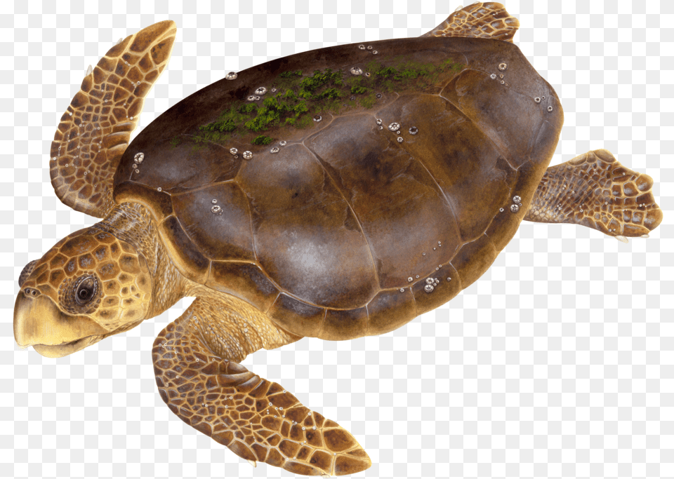 3 Green Sea Turtle, Animal, Reptile, Sea Life, Tortoise Free Png