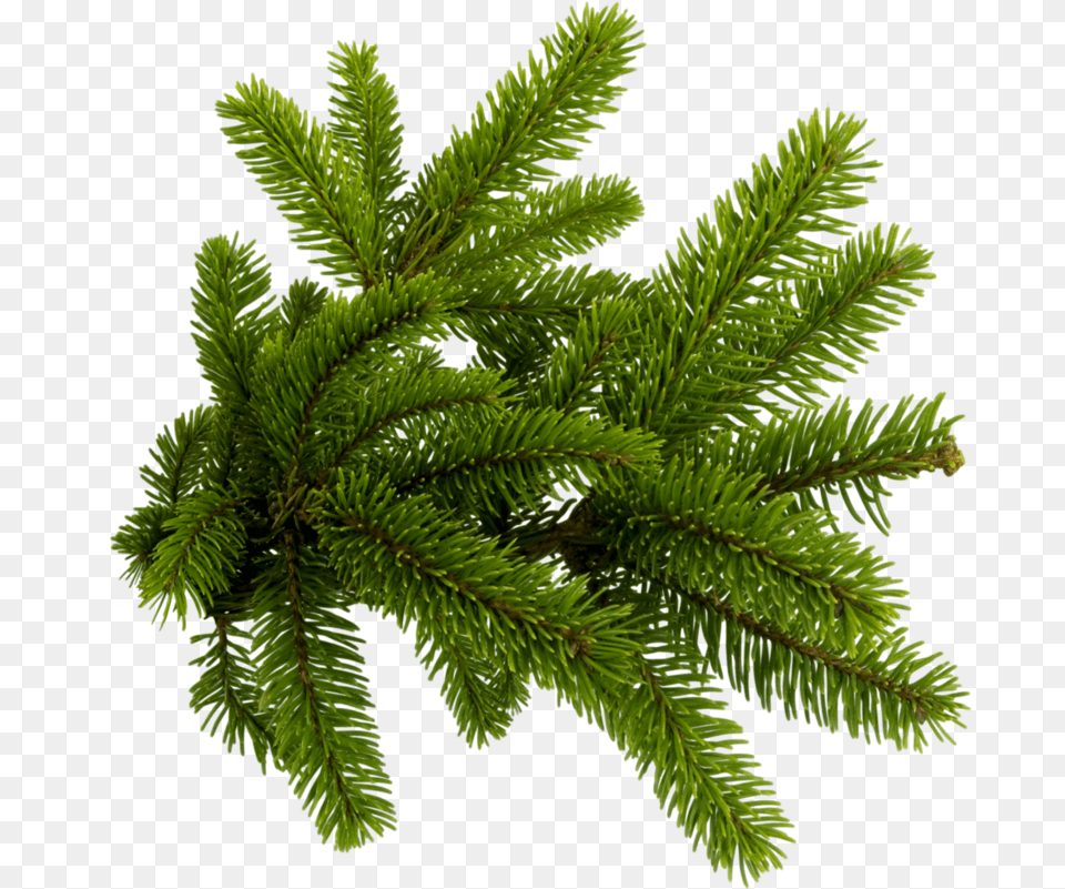 3 Christmas Tree Branch, Conifer, Fir, Pine, Plant Png Image