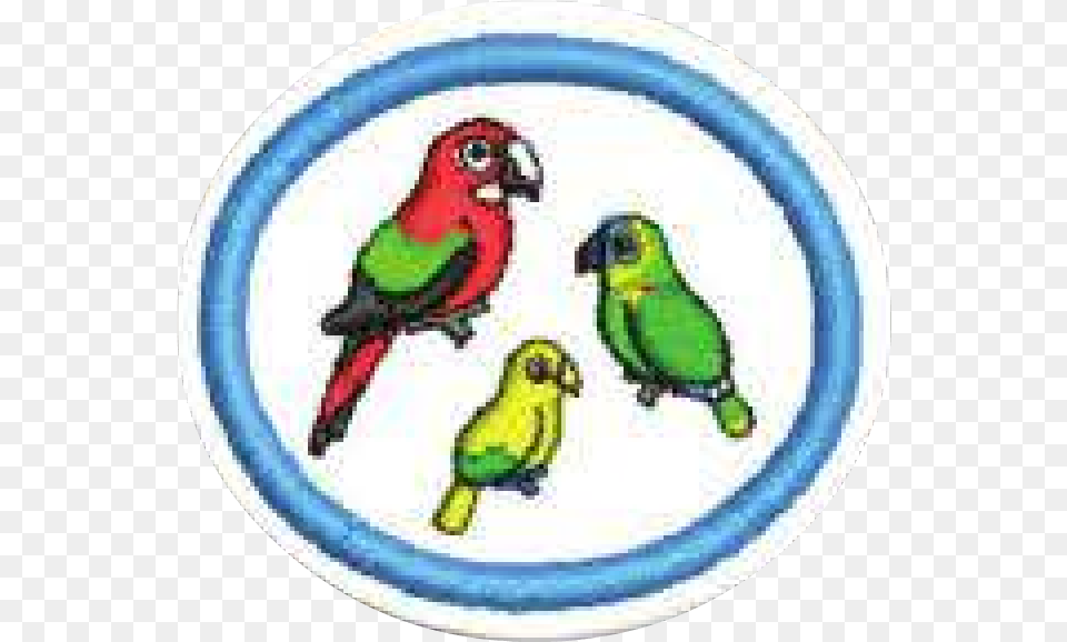 30 September 2014 Parakeet, Animal, Bird, Parrot Png Image