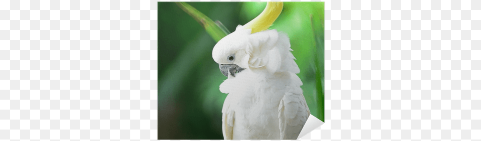 Cockatoo, Animal, Bird, Parrot Free Png