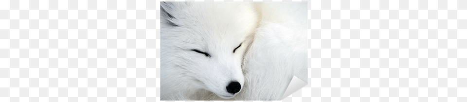 Arctic Fox, Animal, Mammal, Wildlife, Arctic Fox Free Png Download