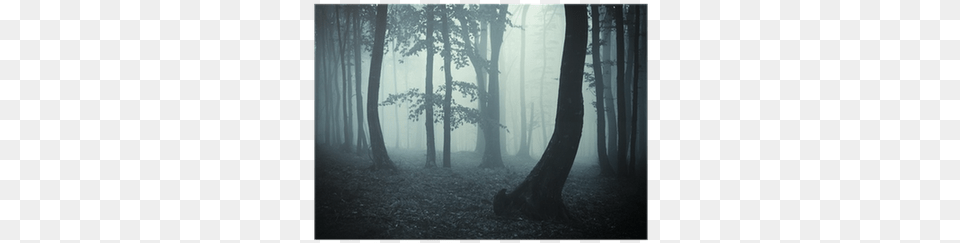 Dark Tree, Fog, Weather, Mist, Nature Png Image