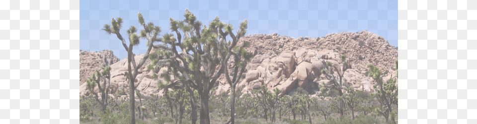 Joshua Tree, Nature, Outdoors, Scenery Png