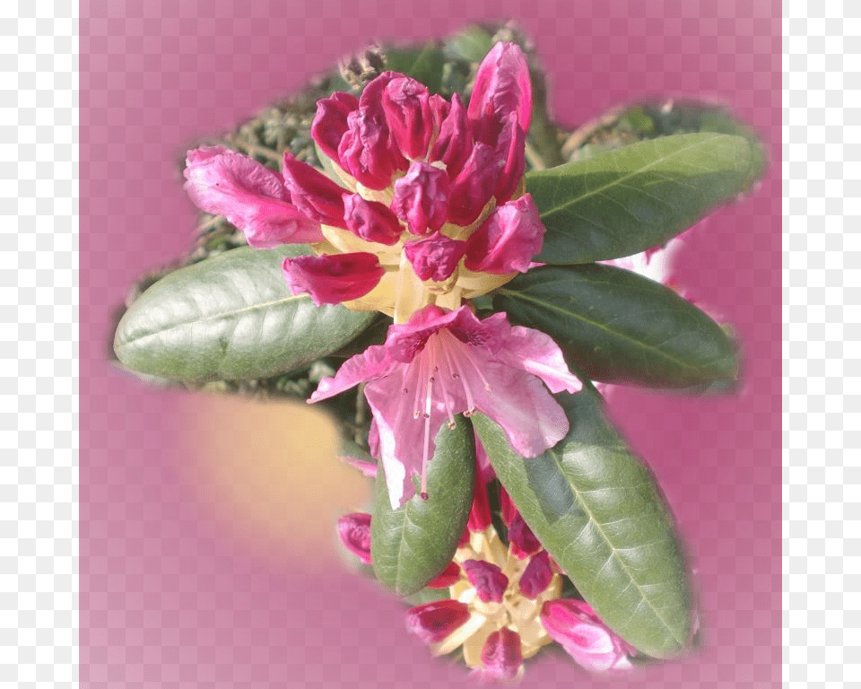 Rhododendron, Sprout, Potted Plant, Plant, Petal Free Transparent Png