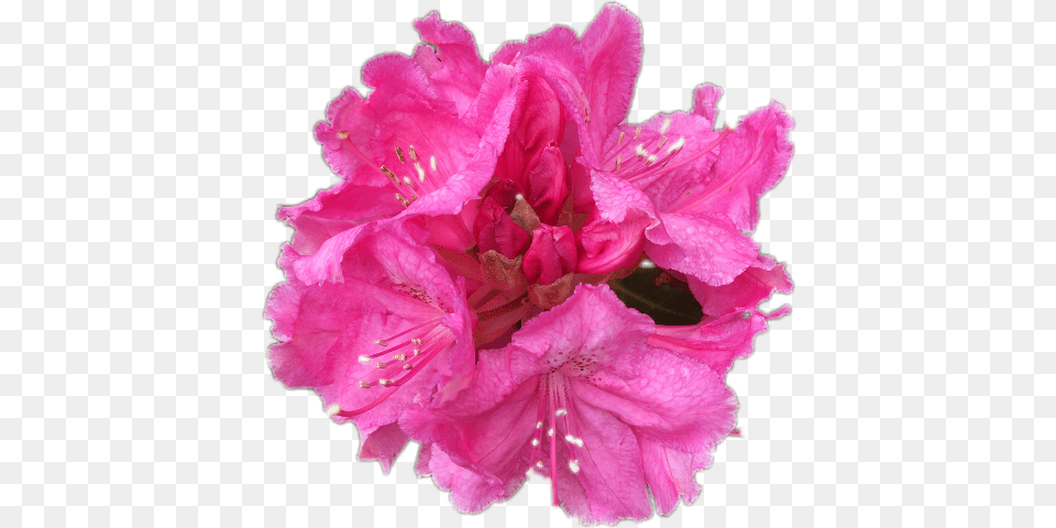 Rhododendron, Flower, Geranium, Plant, Petal Free Png