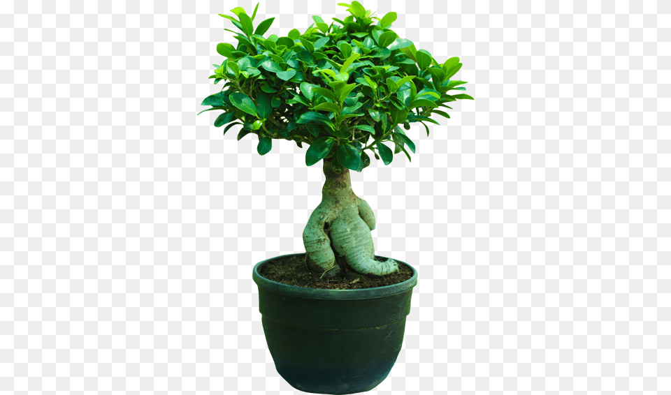 Bonsai, Leaf, Plant, Potted Plant, Tree Free Png