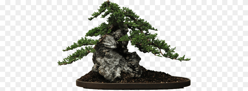 Bonsai, Plant, Potted Plant, Tree, Conifer Png Image