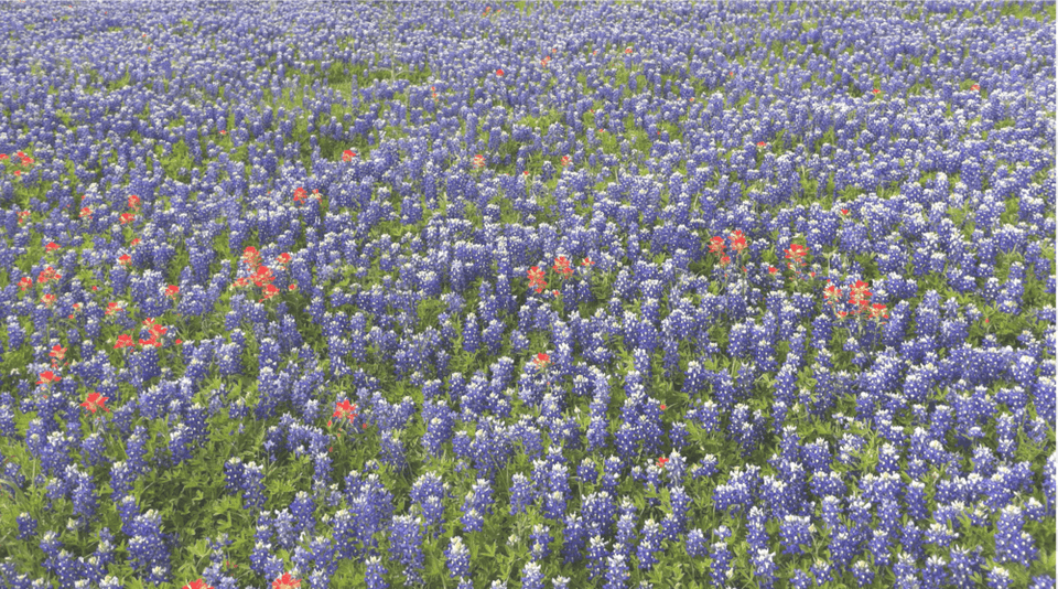 Bluebonnet, Flower, Lupin, Plant, Vegetation Png Image