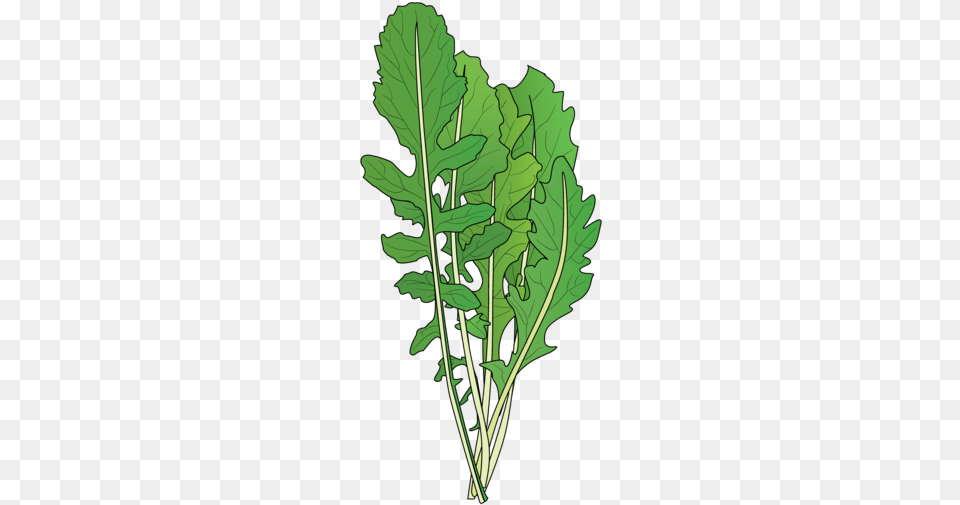 Vegetable Plant, Arugula, Food, Leafy Green Vegetable, Produce Png Image
