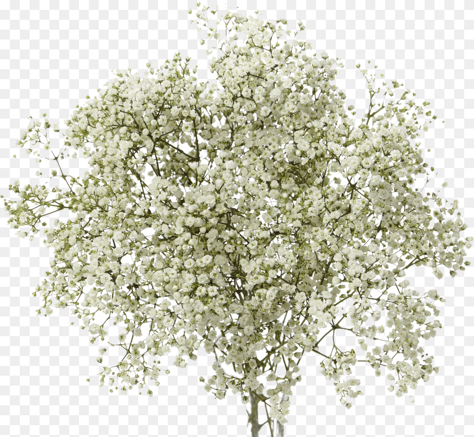 Babys Breath, Flower, Plant, Tree, Apiaceae Free Png Download