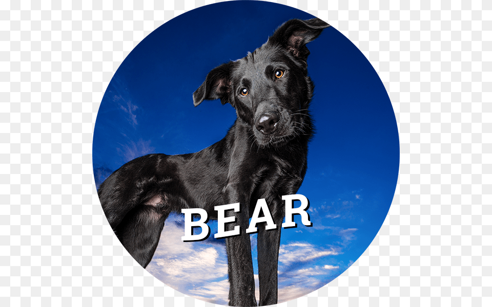 Bear, Animal, Canine, Dog, Labrador Retriever Free Png Download