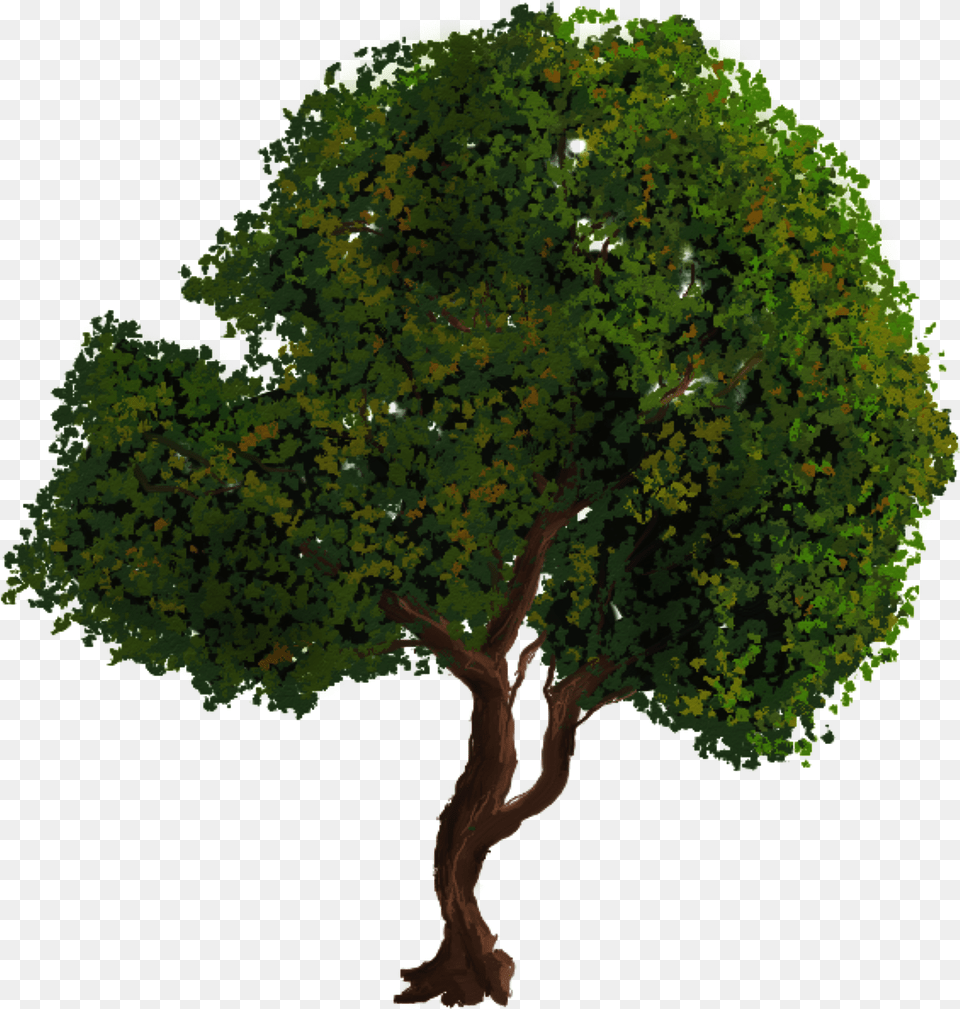Oak Tree, Plant, Sycamore, Vegetation, Green Free Transparent Png