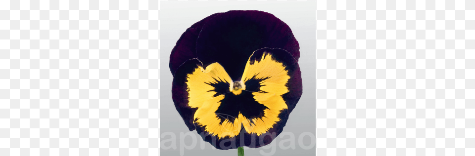 Pansy, Flower, Plant, Person Free Png