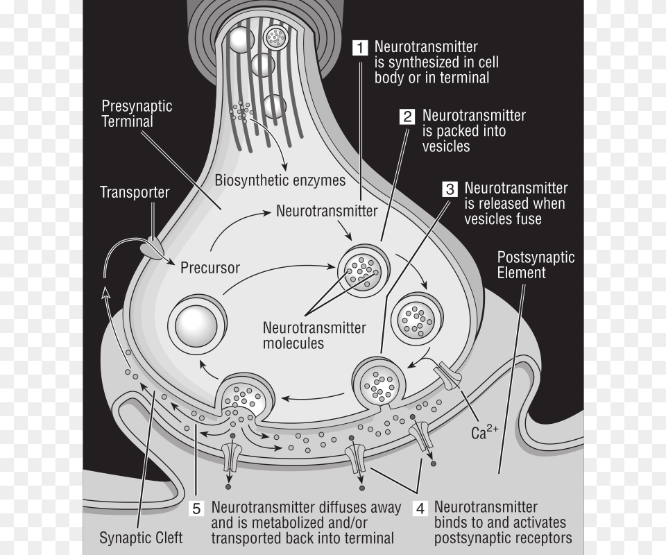 32 Science Diagram Of Synapse, Disk, Chart, Plot Free Transparent Png