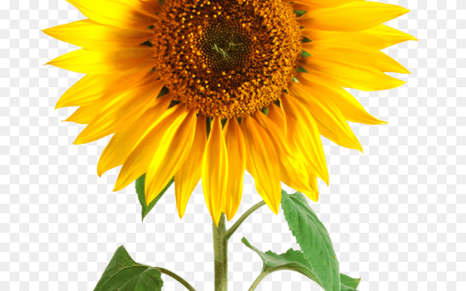 32 Single Sunflower White Background, Flower, Plant Png Image