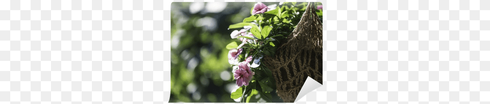 Hanging Flowers, Flower, Plant, Geranium, Petal Free Png