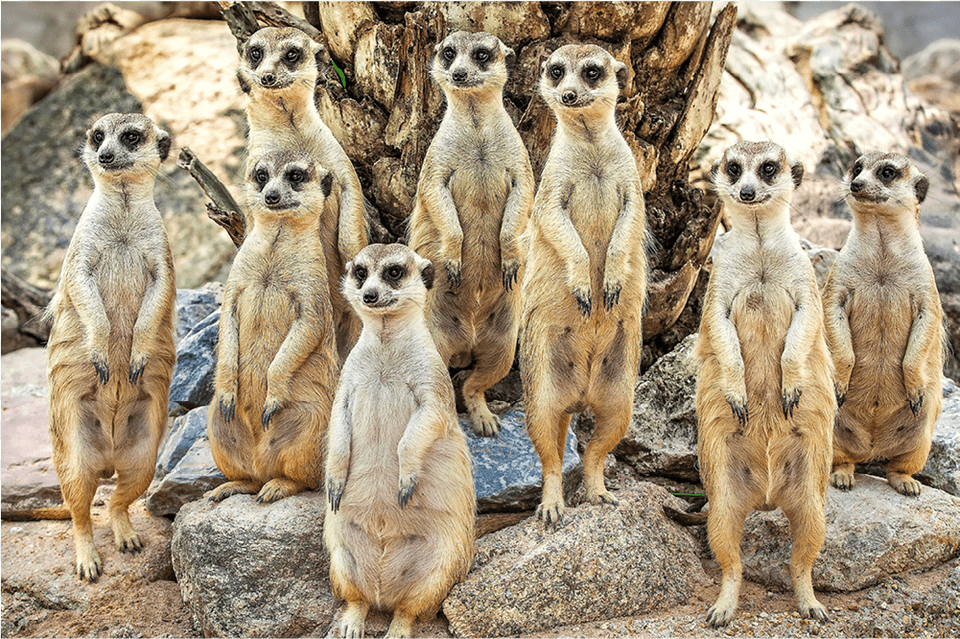 Meerkat, Animal, Mammal, Monkey, Wildlife Png Image