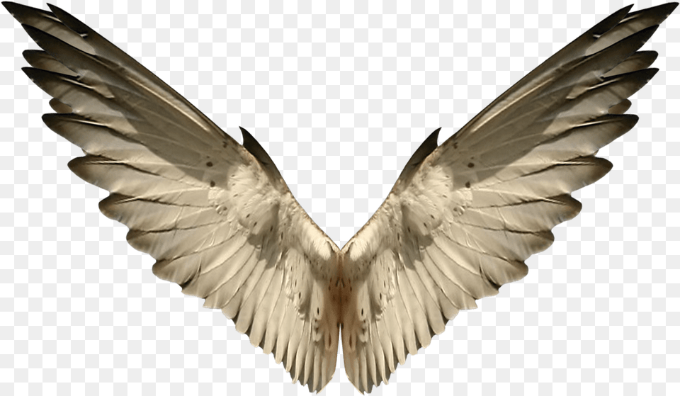 Fairy Wings, Animal, Bird, Flying, Pigeon Free Png Download