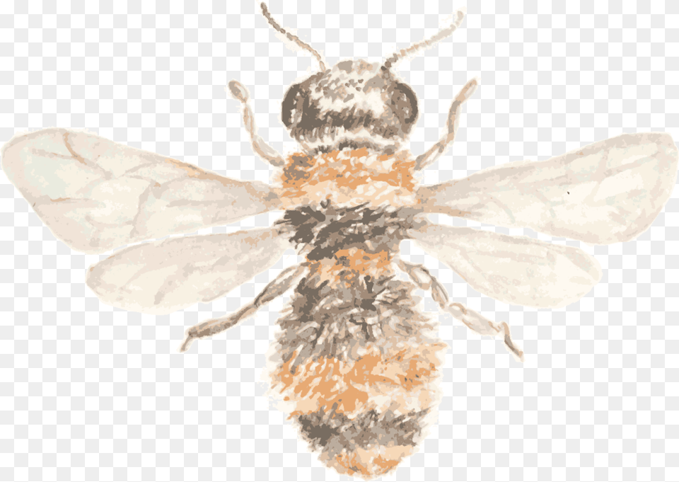 Bee Icon, Animal, Apidae, Insect, Invertebrate Free Png Download