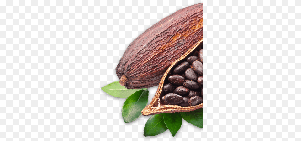 Cacao, Cocoa, Dessert, Food, Animal Free Png Download