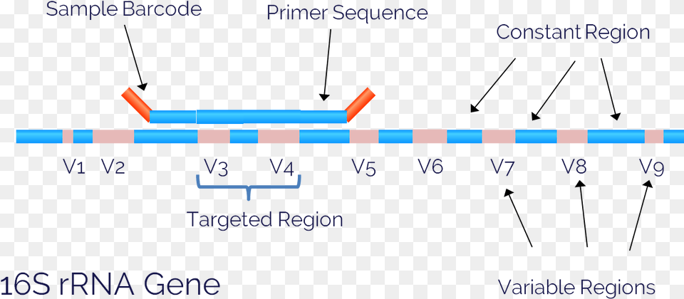 Gene, Chart Free Transparent Png